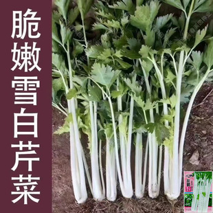 ���۲˷N�ӰחU�۲˷N�Ѱ׹��۲˰���С�����ļ�ͥԺ�����߲˷N��