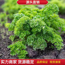 欧洲香芹种子四季种意大利欧芹细叶Parsley浓郁香草味进口蔬菜种