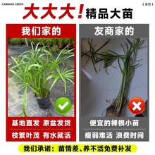 水竹水培植物风车草室内盆栽鱼缸龟缸绿植鱼池塘造景净化水质水草
