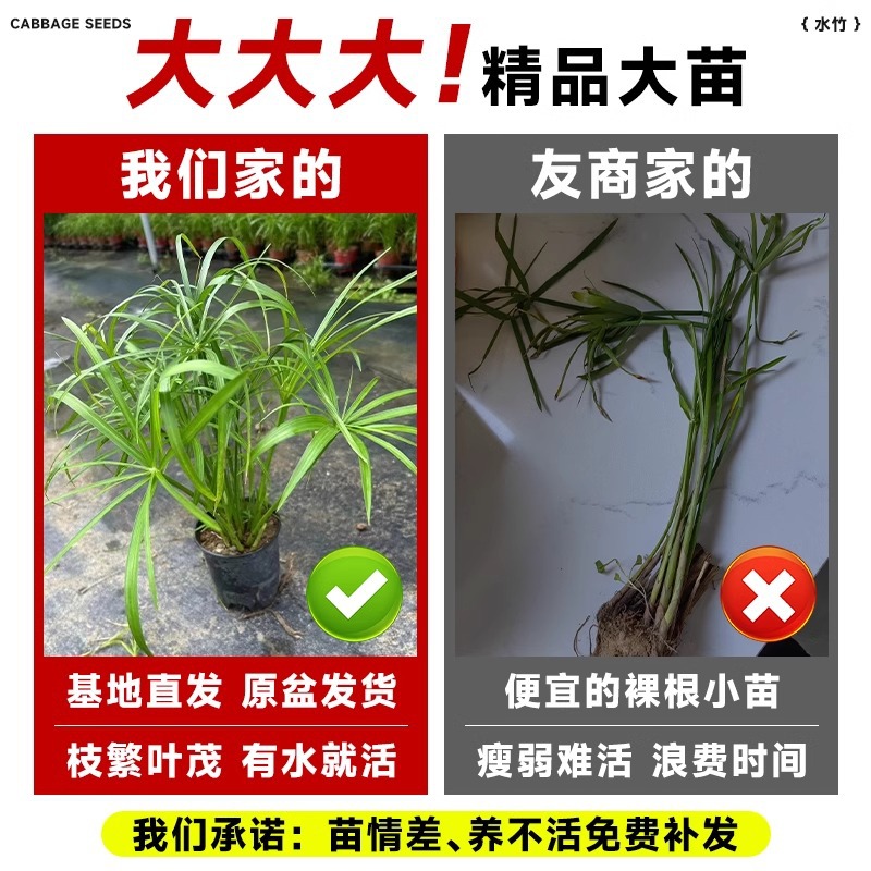 水竹水培植物风车草室内盆栽鱼缸龟缸绿植鱼池塘造景净化水质水草