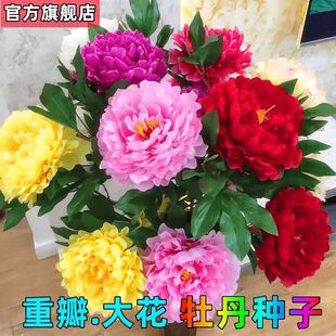 ���lĵ�����N�Ӵ��ذ껨���ѾGֲ�������҃���ͥԺ�ԷN��ș�N��