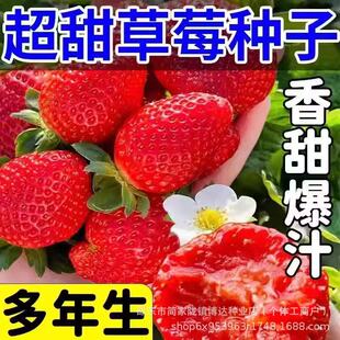 ���|99��ݮ�N���ļ��Y�����Ͳ�ݮˮ���N���߲˷N�Ѵ�ȫ�N��