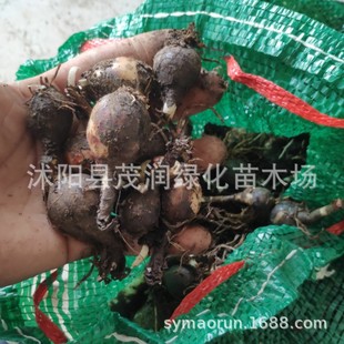 Wholesale of Orchid Bulbs, Orchid Seedlings, Leek Seedlings, Rain Lily Potted Lycoris Bulbs, Onion Orchid Seedlings, Ground Cover Florals