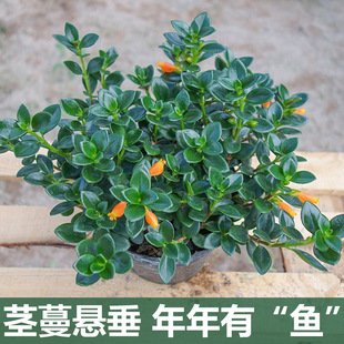 Goldfish Flower Potted Spider Orchid with Buds Indoor Desktop Courtyard Green All Year Round Blooming Winter Easy to Grow Plants to Purify the Air