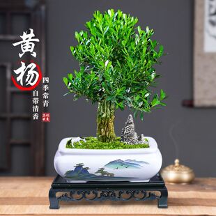 �S��Ԙ��辰���簙Ƥ����С�~���ԾGֲ�҃ȿ͏d���B�䘶ֲ��