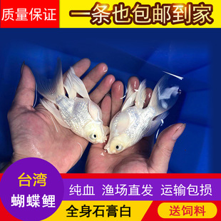 ̨��������ʯ�����ˮ�~�缃�N������β�����F�����w�\���~����w