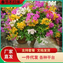 һ�����l�ڻ�����÷�����Ϙ��ͺ�����ֲ���ذ��ļ��_������ͥԺ�^