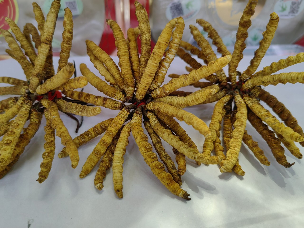 Dong Chong Xia Cao (Cordyceps sinensis) — Freeze-Dried Tibetan Cordyceps, 1g Portion overview