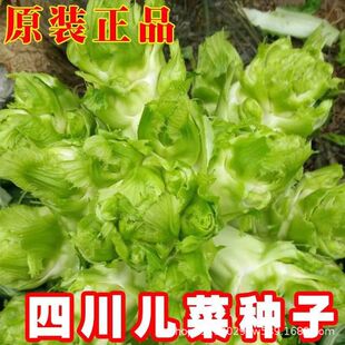 �����Ĵ����˷N�����챧�ӽ����޲��փ��Ӳ˶��＾����ͥԺ�߲���