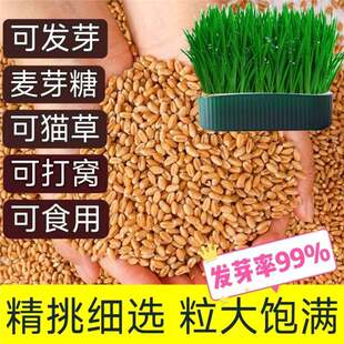 Cat Grass Seeds, Dried Wheat, Wheat Kernels with Skin, Edible Flour Wheat Seeds, Fishing Bait, Chicken and Pigeon Feeding