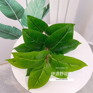 ����Gֲ �^�z�ָ��~��ֲ������b廨�Ř� ��Ƥ�~��Ƥ��٘�