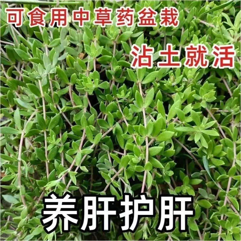 正宗垂盆草盆栽中药苗食用养肝草护肝吊兰绿植耐寒四季懒人好养活