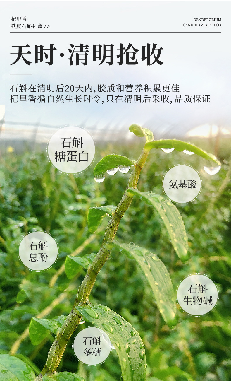 Dried Dendrobium Stem Fengdou 100g Gift Box Yandang Mountain Five Year Tiepi Shihu quality and texture