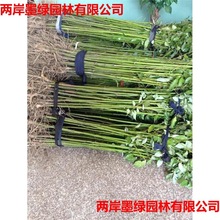 20�� ��������G����ľ��С�~����ͥԺ�ļ���������ϱ����Nֲ