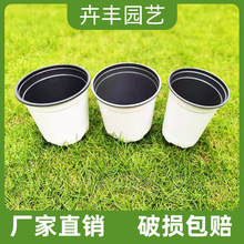 双色 盆圆形白色双色杯  基地绿植草花多肉种植盆 育苗小盆塑料