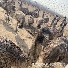 ���۷����r�B�����������w �������rʳ���r�B���r�B�� �r�B�Bֳ��