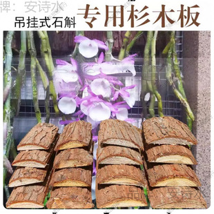 ��ľ���ֲ�ϰ�Ƥ���������ʯ��ɼľ��I�B��ɼ������m�Nֲ