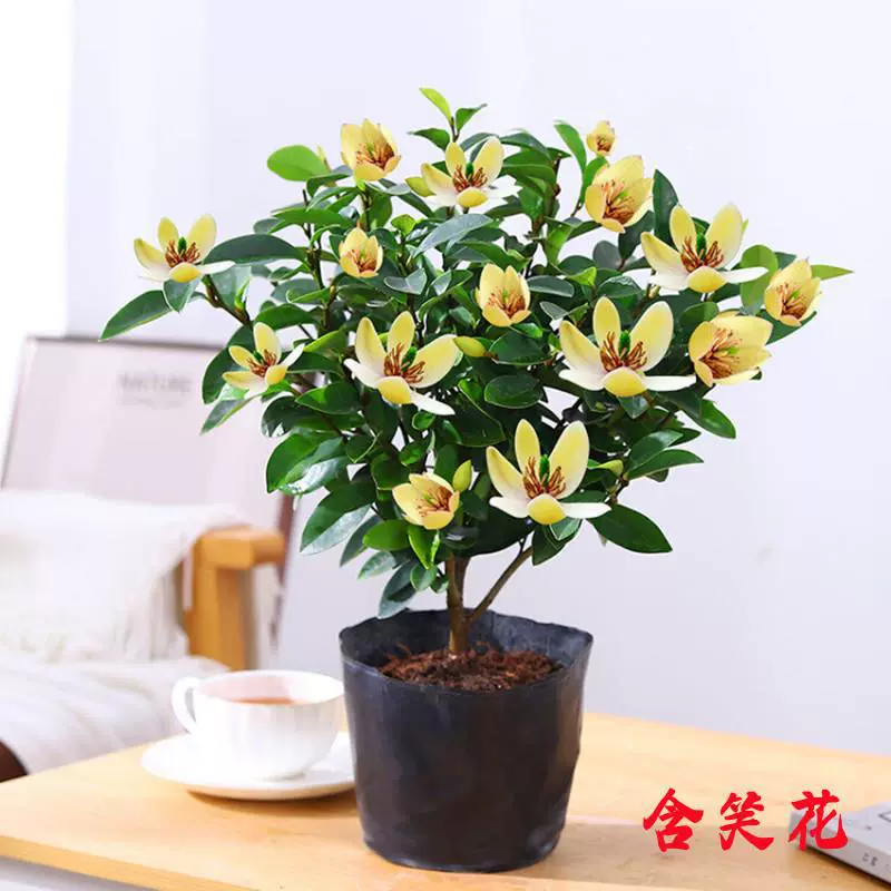 Улыбающиеся рассада цветов в горшках, морозостойкие растения, посадка на земле во дворе круглый год, вечнозеленые, ароматные, улыбающиеся рассада цветов, которую легко выращивать для новичков.