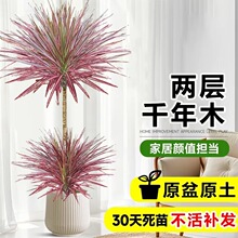 �߲��Fǧ��ľ�Gֲ�߼��п͏d������Ѫ���҃�ֲ����������ȩ���B��