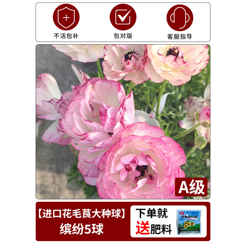 【bicolor ranunculus bulb】single bulb