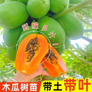 ��Ʒľ�Ϙ��簫���߮a���Ǽt��ľ���ļ��Nֲ���Ե���ͥԺ����Y��