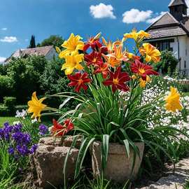 大花萱草花卉盆栽多年生花苗带花室内庭院阳台老桩绿植物四季开花