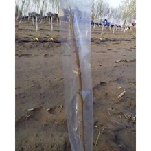 ���Դ������Π���������������