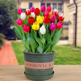 Tulip Bulbs, Water-Grown Indoor Potted Seedlings, Four-Season Hydroponic Florals, Cold-Resistant Plants, Tulip Seeds