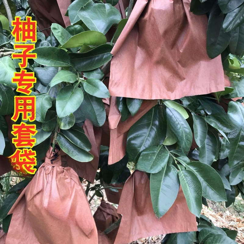 水果马家三层包红肉批发柚三红防虫套袋柚子鸟柚双蜜柚