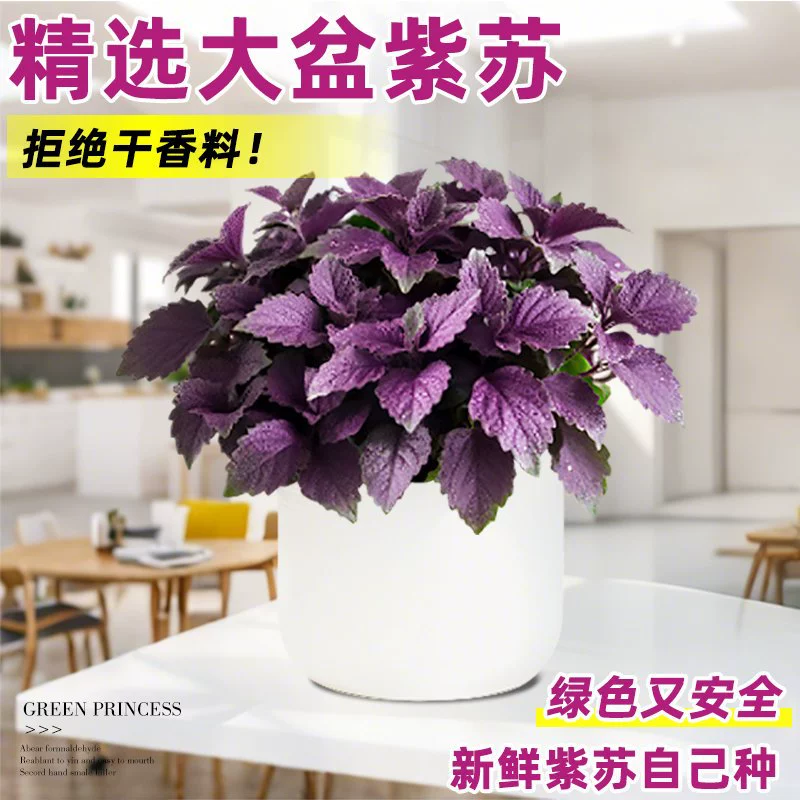 Съедобный двусторонний сорт периллы в горшках с почвой, крупнолистные балконные посадки, рассада овощей, горшечные растения, легко выращиваемые в помещении