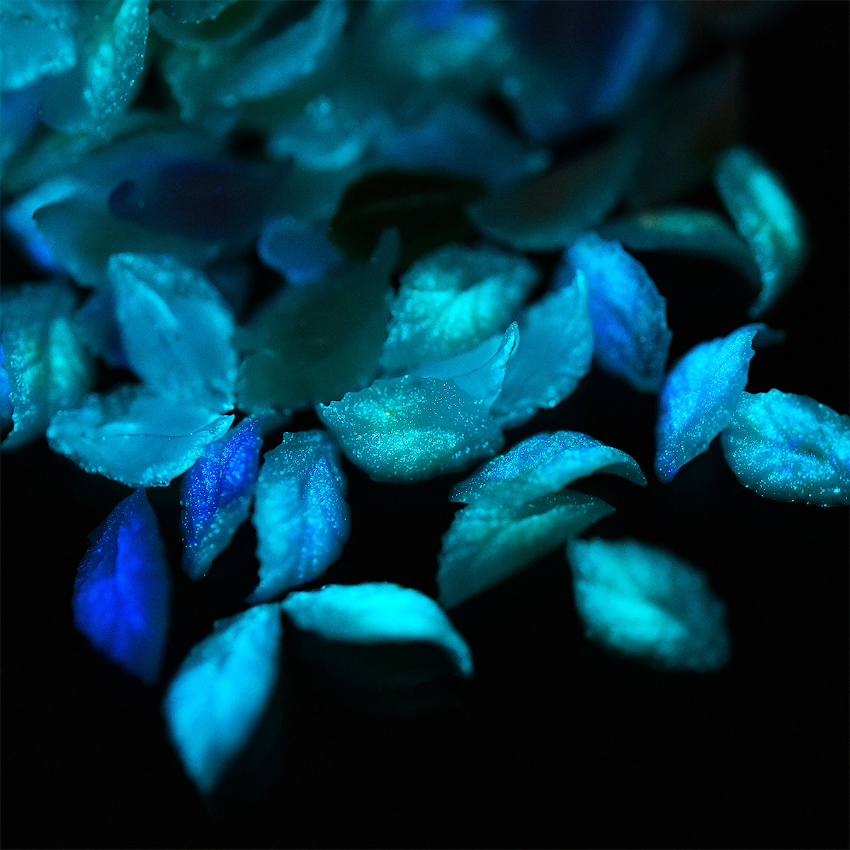Noctiluca Glow 염색 외계인 잎 네일 아트 쥬얼리 수지 시뮬레이션 미니 작은 잎 DIY 장갑 소재 액세서리