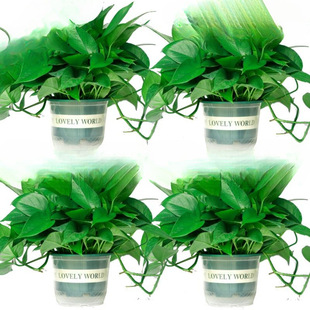 �G�}�����҃�ֲ���·�����������ȩ�����՚�ˮ��Gֲ�����L�پG�}