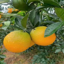 中华红血橙橙子树苗红橙秭归应季新鲜红心脐橙现摘现发水果香甜