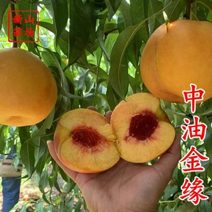 �����ͽ������硿����x���S��������7�����ڼ޽���Ʒ�N�Ҙ���