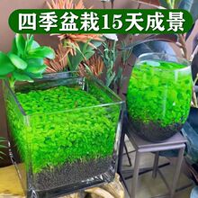 水种子水泥生态家用创意鱼缸玻璃瓶水培植物四季造景鱼缸小型