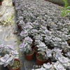 [Direct supply of the base] Zile multi -fleshy plant has no beheading head, long -headed multi -succulent seedling greenhouse wholesale