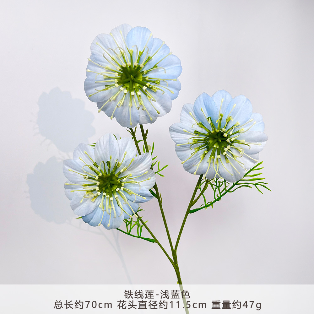 CC-铁线莲-浅蓝