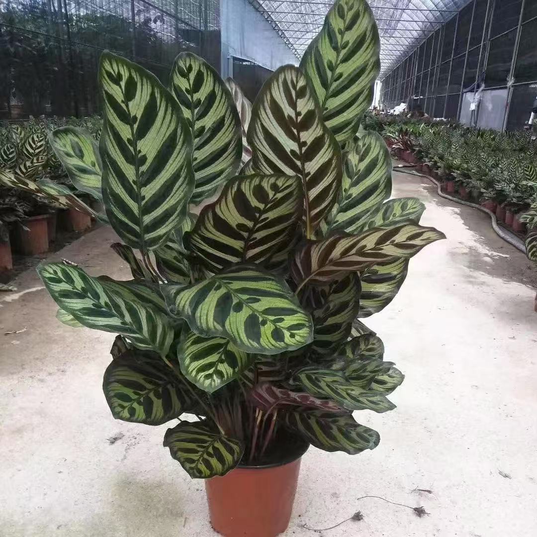 cf4cfc4ac848bf4b48dc164ad63dc2