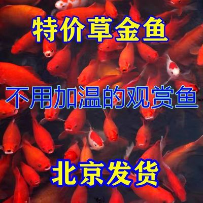 Goldfish Red Coldwater Ornamental fish Practiced hand