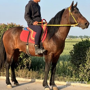 ���^�Rƥ���� ������Ѫ�R �±����R �����R Ůʿ�T���R