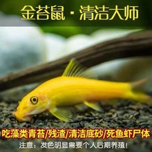 金苔鼠鱼清道夫吃鱼缸青苔垃圾除藻清洁工具鱼热带小型淡水鱼