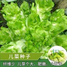 儿菜种子抱子芥儿菜种籽儿菜种孑重庆菜籽蔬菜种籽南方秋季娃娃菜