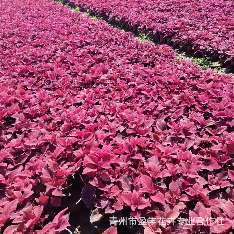 7f90579bbbf9a8f6e523df6b274735