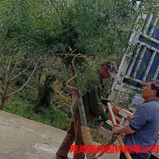 ���lͥԺ�G�������� �o���е��������� �^�p�@����ľ������