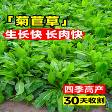 将军大叶菊苣草种籽多年生牧草种子四季养殖猪鸭鹅鸡兔牛羊猪草孑