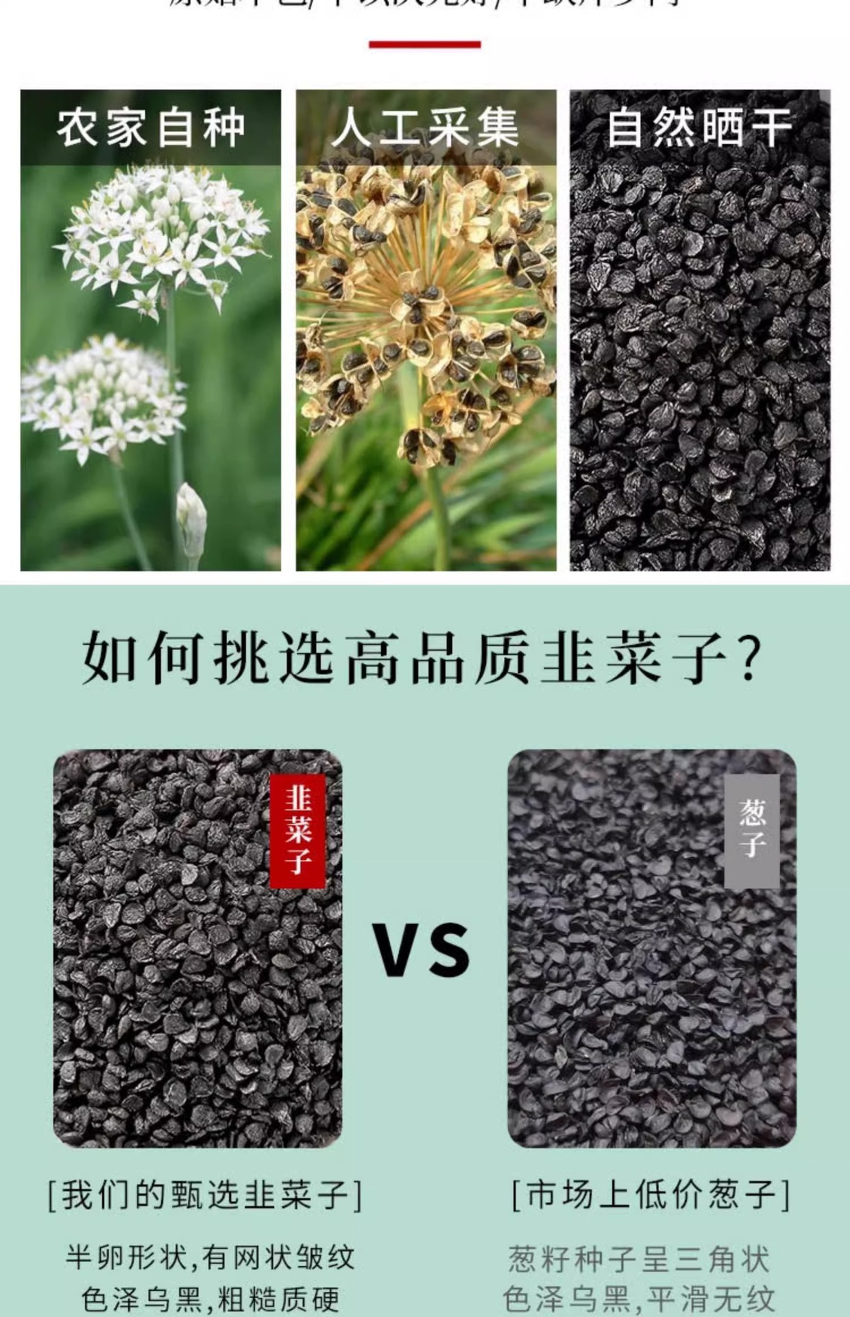 Chinese Chive Seeds Jiu Cai Zi Dried Herb 100g Jar for Decoction and Culinary Use quality and texture