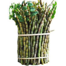 【包邮】铁皮石斛鲜条五年生新鲜石斛枫斗云南紫皮石斛花