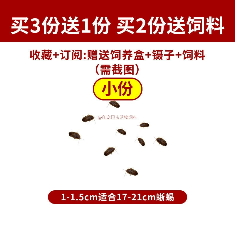 [杜比亚蟑螂昆虫爬宠活饵饲料新成体繁殖组半斤中国]