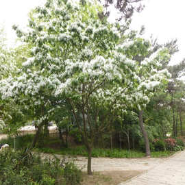 一件代发梦幻流苏树苗四月雪嫁接桂花油根子南方北方耐寒耐热庭院