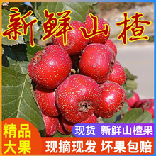 ���rɽ髹�5��ɽ����rɽ髹�ˮ��ɽ��t�Fɽ髱��Ǻ��Jɽ髰��]